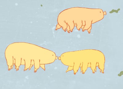 Das Bärtierchen